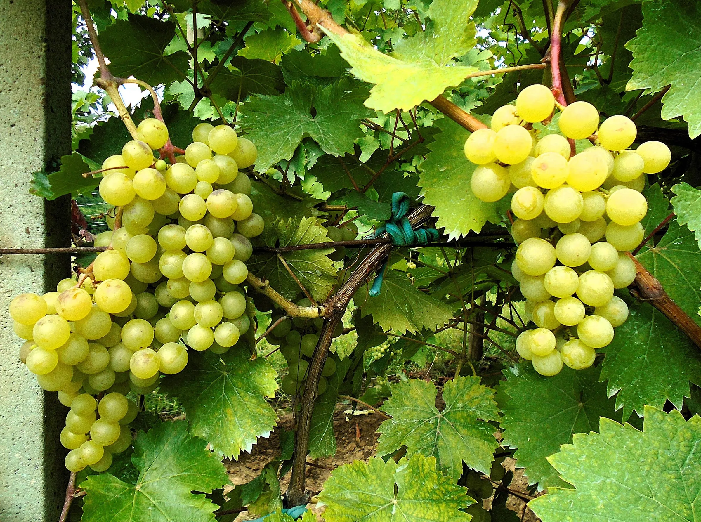 White table grapes on the vine